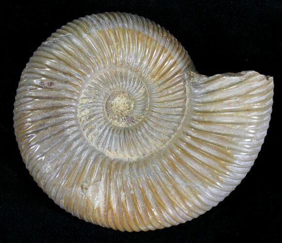 Perisphinctes Ammonite - Jurassic #22815